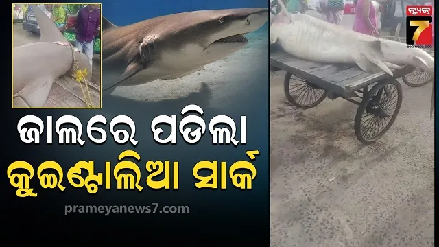 shark